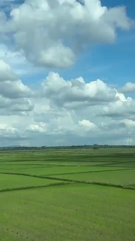 This is a vertical video showing a wide expanse of green agricultural fields under a bright blue sky dotted with white clouds. In the distance, a line of wind turbines is visible on the horizon. The camera appears to be moving, possibly from a vehicle, as the perspective shifts slightly and different sections of the fields come into view. The fields are divided into rectangular plots by darker lines, suggesting irrigation channels or different planting areas. In the foreground, there is a section of cultivated plants with a black mesh fence supported by wooden stakes. The overall scene conveys a sense of open space and agricultural activity.