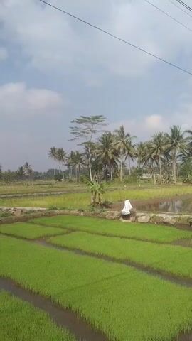 The video shows a vibrant green rice paddy field under a partly cloudy sky. In the foreground, neatly organized rows of young rice plants are submerged in shallow water. In the middle ground, there is a person dressed in white, possibly working or resting by a water channel. Behind them, a line of tall palm trees forms a natural backdrop, with a few scattered trees in the distance. The overall scene depicts a rural landscape, likely in a tropical or subtropical region.