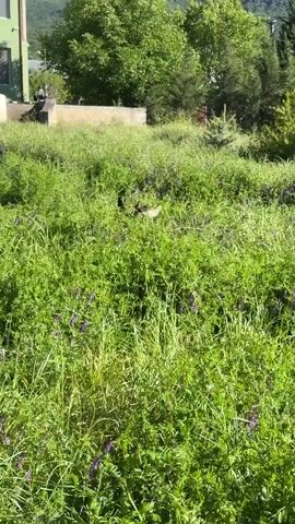 A dog is moving through tall grass. The grass is mostly green and has some purple flowers. The dog's back is visible. There is a concrete block or wall in the background. The noise of a motor vehicle is heard throughout the recording.