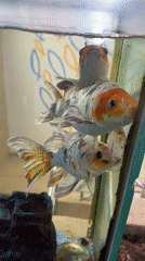 Three ornamental fish observed in decorated aquarium tank in Puebla