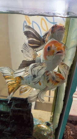 Three ornamental fish observed in decorated aquarium tank in Puebla