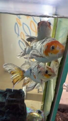 Three ornamental fish observed in decorated aquarium tank in Puebla