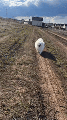 Woman walks Pomeranian dog in Russian countryside