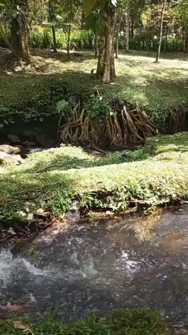 The video shows a close-up, eye-level shot of a small stream flowing through a lush, green environment. The water is clear with visible ripples and movement, suggesting a gentle current. On the bank of the stream, there is abundant green vegetation, including grass and ferns. A large tree with exposed, gnarled roots is prominent on the higher bank, shaded by other trees in the background. Sunlight filters through the leaves, casting dappled shadows on the ground and water. The overall atmosphere is natural and tranquil.