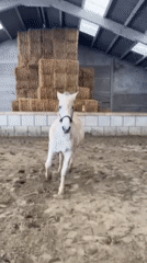 Winter horse care activities documented at Belgian equestrian facility