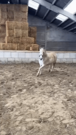 Winter horse care activities documented at Belgian equestrian facility