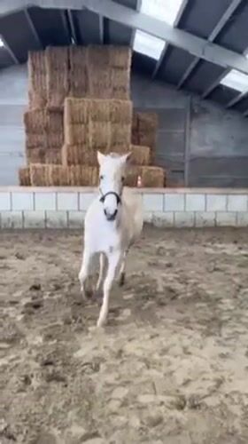 Winter horse care activities documented at Belgian equestrian facility