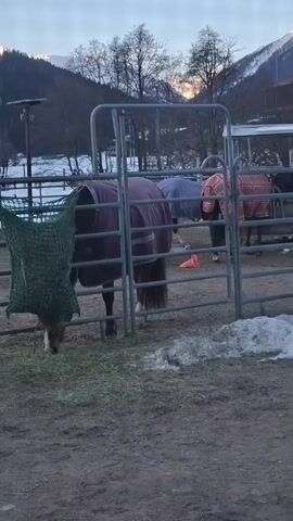 The video shows a fenced-in horse pen with four horses wearing blankets standing inside. A large green hay net hangs on the left, and an orange cone sits in the middle. Some snow is visible on the ground. Mountains and trees are in the background, with a glimpse of a building behind the pen. The sky is overcast.