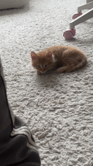 Orange kitten spotted on carpet in Khimki home