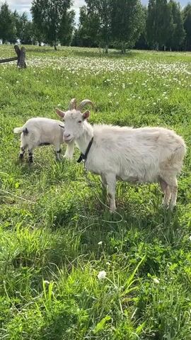 In a meadow filled with white dandelions, a white goat stands wearing a collar and leash, facing the camera, while a small black and white goat stands off to the side. Behind the goats are trees.