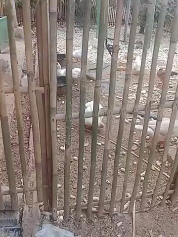 A video shows a chicken coop with several chickens and ducks enclosed by a bamboo fence. The ground is covered in dirt and straw. Several chickens are visible, some are white, and one is brown. There are also several white ducks. One duck is seen drinking from a black bowl. The chickens and ducks appear to be moving freely within the coop.