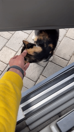 Person pets calico cat on brick pavement in Bender