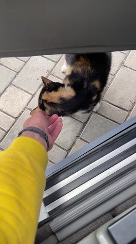 Person pets calico cat on brick pavement in Bender