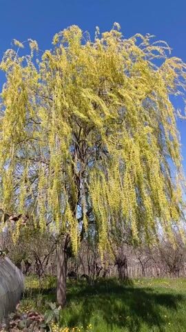 The video presents a full, blossoming weeping willow tree against a clear blue sky. The tree is full of yellow-green catkins, creating a dense, drooping canopy. The camera is positioned at a low angle, looking up at the tree, emphasizing its height and the cascade of branches. The tree is situated in a field of green grass. In the background are other trees and a glimpse of what appears to be a greenhouse or structure covered with translucent material. The scene is static, with no visible people or animals. The lighting is bright and sunny, highlighting the vibrancy of the tree's blossoms.