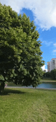 Sunny afternoon in a leafy Moscow residential neighborhood