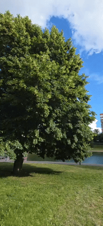 Sunny afternoon in a leafy Moscow residential neighborhood