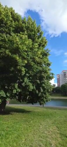 Sunny afternoon in a leafy Moscow residential neighborhood