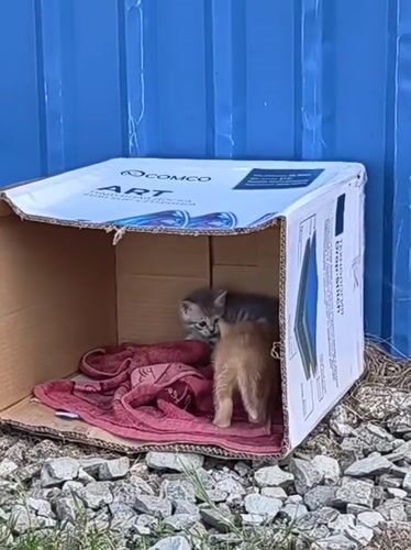 Two kittens found in cardboard box in Chaika, Ukraine