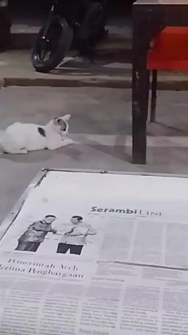 The video shows a white cat with black markings sitting on a concrete surface. In the foreground, there is a newspaper open with text and images. Behind the cat, a motorcycle is partially visible. Further back, a red chair and a dark table leg are visible, suggesting an outdoor seating area. The cat shifts its position, looking to the right and then the left. It then stands up and walks away, disappearing under the table. The scene appears to be outdoors at night, with artificial lighting.