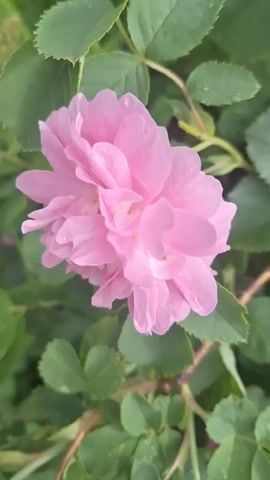 This is a video taken in a garden. In the first clip, a pink rose is shown with green leaves in the background. The rose is in focus, with some water droplets visible on the petals. The second clip shows a close-up of the rose's petals and some green leaves. The third clip shows a bush with green leaves and clusters of small green buds. The fourth and fifth clips continue to show the bush with its green leaves and buds, with hints of pink flowers visible in the background. The overall impression is of a vibrant and healthy garden scene.