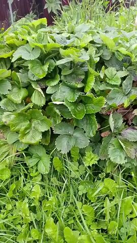 A low-angle medium shot shows a dense patch of strawberry plants in an outdoor setting. The plants are lush and green, with some leaves showing signs of browning and discoloration. The foreground is filled with grass and other low-lying green plants. In the background, a dark wooden fence can be seen, along with some taller plants and vegetation. The overall impression is of a natural, overgrown garden or wild patch of land. There are no people or animals visible in the frame.