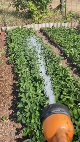 The video shows a person watering a row of strawberry plants with a hose. The hose has an orange nozzle and is spraying a strong stream of water. The strawberry plants are lush and green, planted in neat rows. The ground around the plants is a mix of soil and mulch. The background shows a fence and some trees. The lighting suggests it is a sunny day. The video appears to be shot from a slightly elevated perspective, looking down at the plants and the watering action.