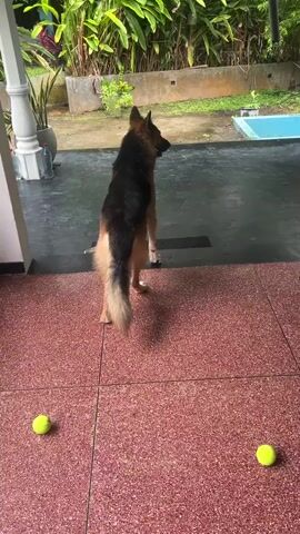 A German Shepherd dog stands on a pink tiled patio looking to the right. The dog's tail is held out behind it. Two yellow tennis balls are visible on the patio in front of the dog. The dog is looking towards a covered outdoor area with a gray floor and a person's hand briefly enters the frame from the left and pets the dog.