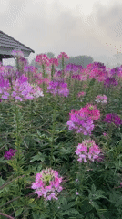 Evening scenes captured in Da Lat's flower fields and lakeside