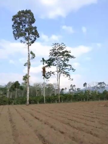The video shows a landscape scene with a cultivated field in the foreground and trees in the background. The field is tilled with rows of soil, suggesting it is prepared for planting. Several tall trees, some with broad canopies and others with more slender forms, dominate the middle ground. The sky is blue with scattered clouds. The camera appears to be moving, panning across the scene, giving a sense of exploration or observation of the environment. The lighting suggests it is daytime, possibly late afternoon or early morning due to the soft light. There are no people or animals visible in the frame. The overall impression is one of rural or agricultural land.