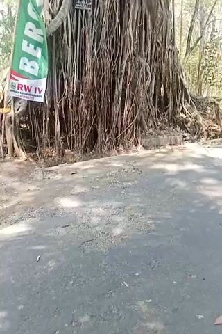 A slow pan captures a massive banyan tree with numerous aerial roots hanging down. A green and white banner is tied to the tree on the left, displaying text in Indonesian and a logo for "RW IV." A small, dark sign is also affixed to the tree trunk. The tree is situated next to a paved road, with dense foliage and trees visible in the background. The lighting suggests it is daytime, possibly morning or afternoon, with sunlight filtering through the leaves.