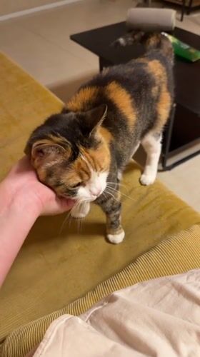 Evening pet moments captured across Tel Aviv neighborhoods