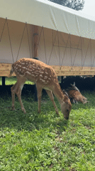 Spotted fawn grazing and feeding near campsite in Russia