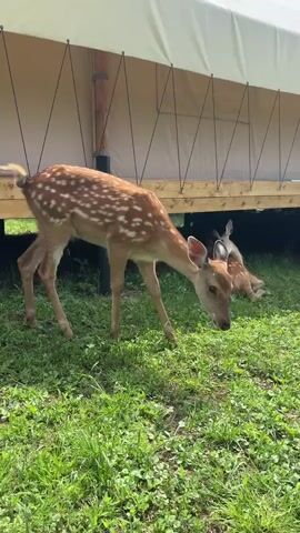 A spotted fawn grazes on grass in front of a large canvas tent. Another fawn is lying down behind it under the tent. The fawn is light brown with white spots and has long legs and ears. The tent is beige and has wooden supports. The ground is covered in green grass.