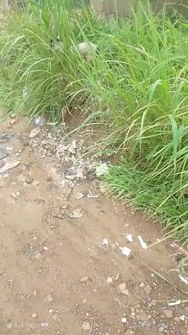 This video captures an outdoor scene filled with overgrown vegetation and scattered debris, suggesting an unkempt environment. The foreground is dominated by loose soil and small rocks, with bits of white paper and other unidentifiable trash strewn across it. Beyond this, dense green grass and reeds grow tall, obscuring much of the background. In the mid-ground, behind the grass, a partially constructed brick wall is visible, hinting at ongoing or abandoned construction. Further back, more greenery and the tops of trees are seen against a bright, overcast sky, suggesting daytime. The overall impression is one of neglect and disarray. There is no discernible activity or event taking place; the scene appears static. The visible text at the bottom left corner of the screen reads "itel P40+". The weather appears to be humid and possibly warm, typical of Eka, Nigeria.