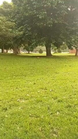 The video shows a grassy lawn area surrounded by trees. In the distance, beyond the trees, are parked cars. In the middle of the lawn, there is a small, light brown deer. The deer appears to be grazing or searching for food in the grass. The overall environment seems peaceful and natural.
