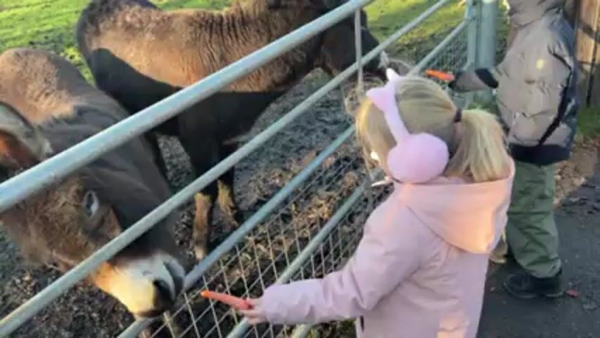 A young child in a pink coat and earmuffs holds a carrot out to a donkey through a metal fence. There are three donkeys in the enclosure, one of which is eating the carrot. Another child stands to the right, also holding a carrot. The ground is muddy with some grass and scattered leaves.