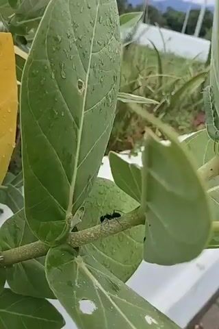 The video presents a close-up view of a plant featuring large green leaves, many of which are dotted with water droplets. A black ant is the primary subject. Initially, the ant is seen on a green stem, appearing to have delicate, transparent wings. As it moves from the stem to the underside of a leaf where it connects to the stem, these wings disappear, suggesting a rapid shedding or folding. The ant then continues to crawl around the base of the leaf. In the background, slightly out of focus, a small green caterpillar is visible on another leaf. Some of the leaves show small holes, possibly from insect activity. The scene is outdoors, in Keureuweungkrueng, Indonesia, under bright, natural light. No people or visible text are present.