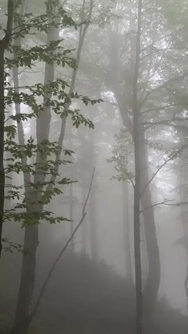 The video shows a foggy forest with tall trees. The fog is thick and obscures the background, creating a hazy and atmospheric scene. The trees are mostly deciduous, with green leaves visible on some of the branches. The ground is covered in undergrowth and appears to be a slope. There are no people or animals visible in the video. The lighting is dim and diffused, typical of a foggy day. The video is shot vertically, suggesting it might be intended for a mobile device. The overall mood is serene and slightly mysterious due to the fog.