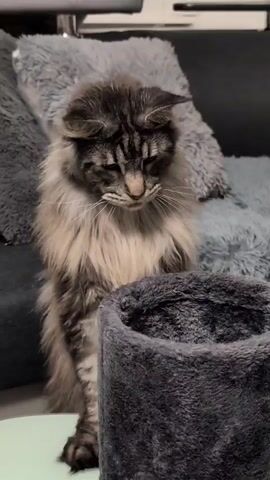 A Maine Coon cat with a fluffy mane and grey and brown tabby markings sits on a couch with plush grey pillows. In front of the cat is a dark grey cylindrical object, possibly a cat toy or a scratching post. The cat looks down, its eyes partially closed, giving it a sleepy or contemplative expression. The background is soft and out of focus, with hints of dark grey furniture. The scene appears to be indoors, likely in a home setting, with soft lighting that suggests it could be daytime or evening. The cat's fur is long and appears well-groomed.