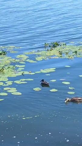 The video shows a body of water with two ducks swimming. The water is blue and appears to be a lake or pond. There are lily pads floating on the surface of the water, as well as some green algae. The ducks are brown and are swimming in a calm manner. The sunlight is reflecting off the water, creating a shimmering effect.