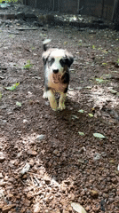 Puppies playing and roaming a dirt path in Ashvem, Goa