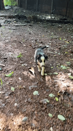 Puppies playing and roaming a dirt path in Ashvem, Goa