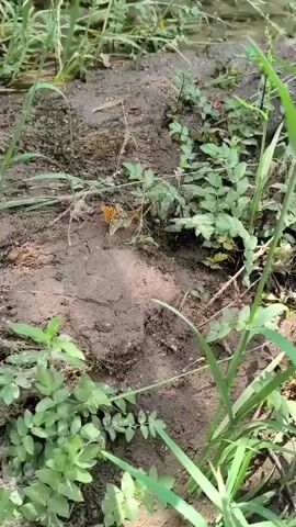 The video shows a close-up, ground-level view of dirt and green vegetation. Two orange and black butterflies are visible on the dirt surface, with one butterfly appearing to be resting while the other is in motion. The butterflies are positioned near a small patch of green plants. The lighting suggests an outdoor environment, likely during the daytime.