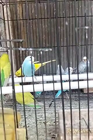 The video shows several budgies in a cage. Some are perched on a horizontal bar, while others are on the cage floor. There are green, blue, and yellow budgies visible. The cage appears to be made of metal bars and has a wooden background. The lighting is somewhat dim.