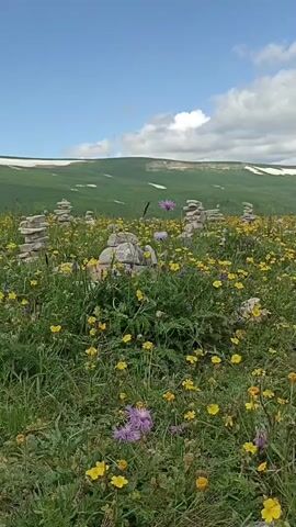 A vertical video shows a grassy meadow dotted with yellow and purple wildflowers. In the foreground, several small cairns, or stacks of stones, are visible amongst the flowers. In the background, rolling green hills rise, with patches of white, likely snow, near the crest. The sky above is a bright blue with scattered white clouds. The camera is static.
