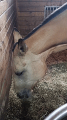 Quiet afternoon at Russian equestrian facilities captured by witnesses