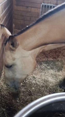 Quiet afternoon at Russian equestrian facilities captured by witnesses