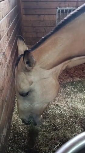 Quiet afternoon at Russian equestrian facilities captured by witnesses