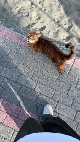 A person stands in front of a brown tabby cat on a brick-paved walkway adjacent to a sandy area. The person is wearing white sneakers, dark green pants, and a white shirt. The cat is lying down, looking around with its tail curled to the side. The sand has visible footprints and shadows. The walkway is made of gray bricks with a border of pink bricks.