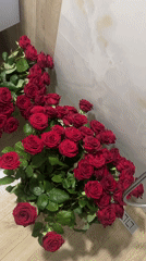 Large rose bundles arranged indoors in Zlatograd, Bulgaria